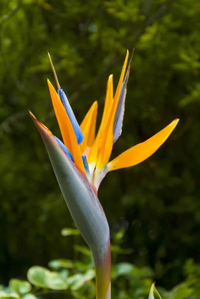 Uccello Del Paradiso Fiore Strelitzia Fiore Illuminato Dalla Luce Solare — Foto Stock