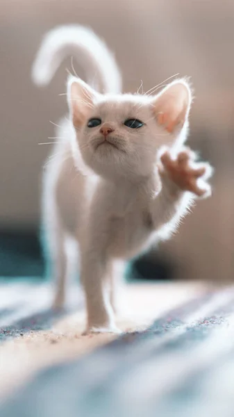 Tatlı Beyaz Bir Kedi Yavrusunun Dikey Yakın Çekimi — Stok fotoğraf