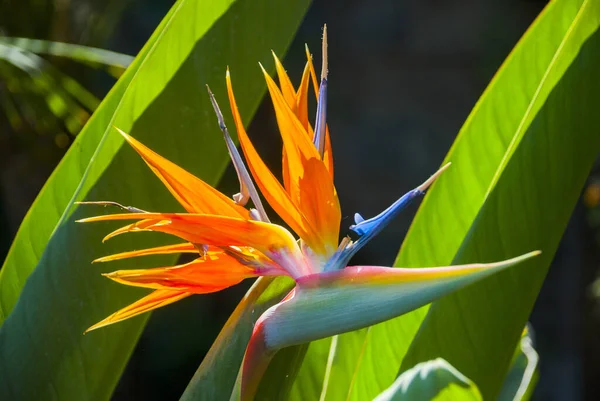 Квітка Раю Або Стреліція Квітка Освітлена Сонячним Світлом Органічному Саду — стокове фото