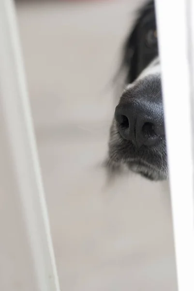 Американський Кокер Спаніель Чорний Білий Колір Собака Називається Чоловік Найкращий — стокове фото