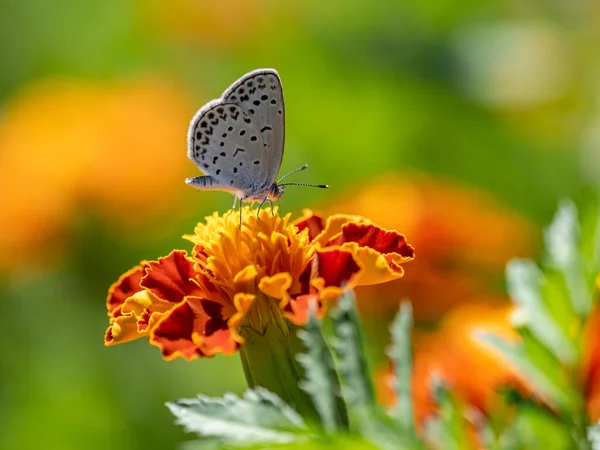 Bahçedeki Portakal Çiçeğinin Üzerinde Soluk Çimen Mavisi Bir Kelebek — Stok fotoğraf