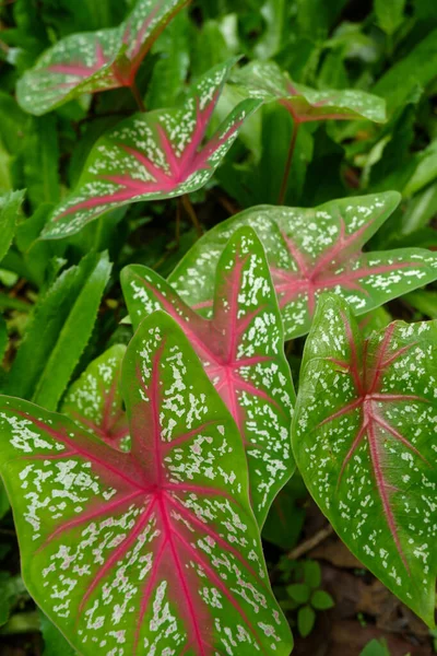 Plano Vertical Una Planta Con Hojas Grandes Líneas Rojas Con —  Fotos de Stock