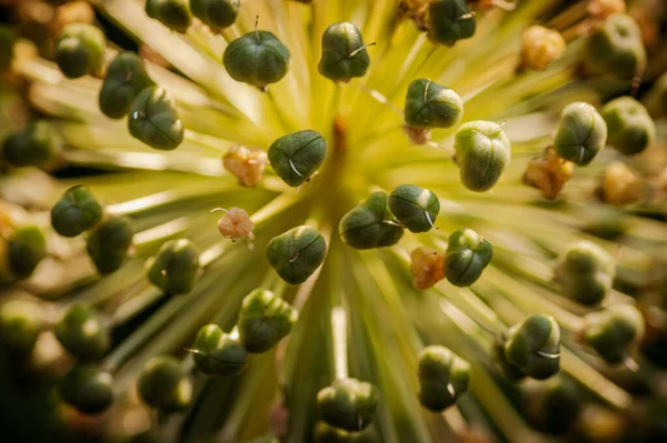 Макрозйомка Рослини Цибулини Порей — стокове фото