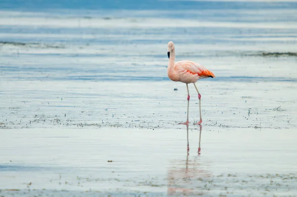 Uma Vista Panorâmica Flamingo Chilensis Chileno Phoenicopterus Calafate Patagônia Argentina — Fotografia de Stock