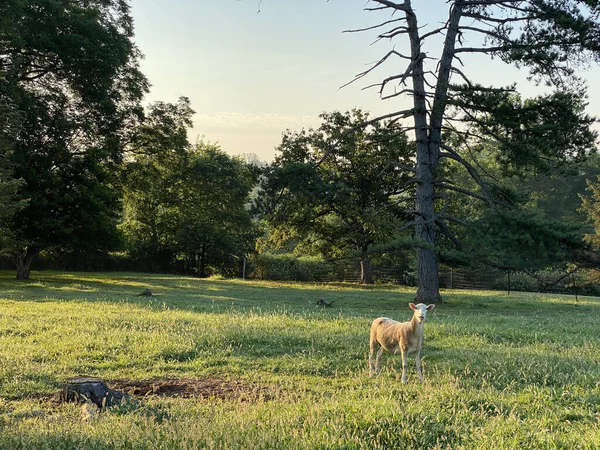 Gros Plan Une Petite Chèvre Dans Champ Sous Lumière Soleil — Photo