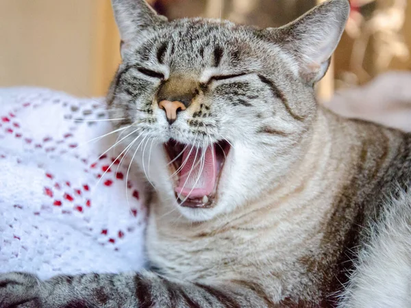 Portrait Drôle Chat Gris Bâillant Intérieur — Photo