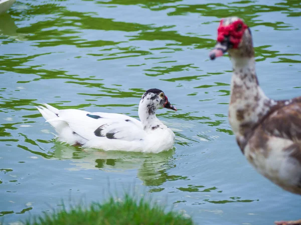 Μια Όμορφη Πάπια Muscovy Κολύμπι Στη Λίμνη — Φωτογραφία Αρχείου