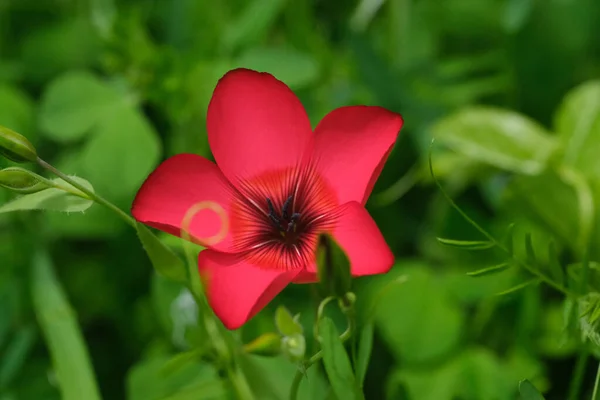 Angle Élevé Une Fleur Rouge Fleurs — Photo