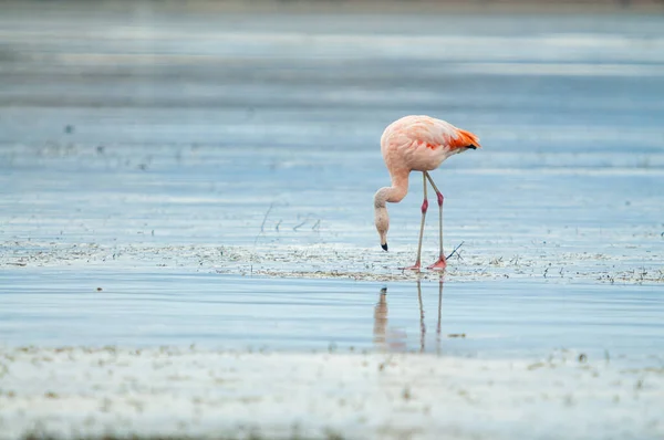 Scenic View Phoenicopterus Chilensis Chilean Flamingo Calafate Patagonia Argentina — Stock Photo, Image