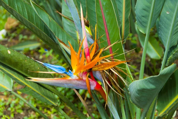 Oiseau Paradis Fleur Strelitzia Fleur Illuminée Par Lumière Soleil Dans — Photo