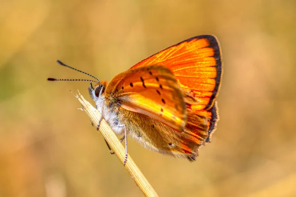 Mise Point Sélective Papillon Orange Tacheté Sur Bâton — Photo