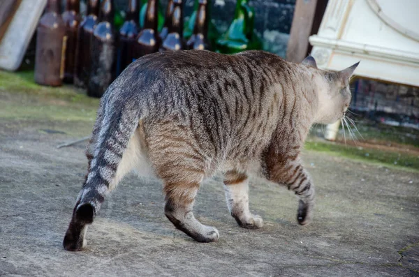 Gato Peludo Gris Caminando Aire Libre Luz Del Día — Foto de Stock