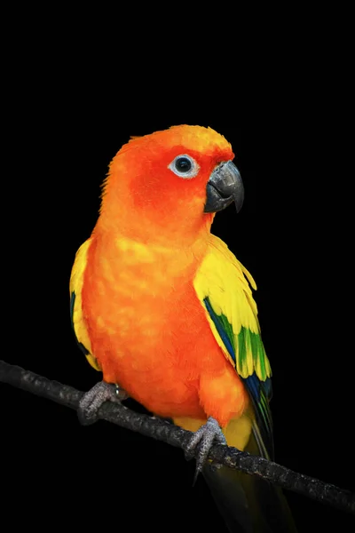 Närbild Söt Sun Conure Parrot Aratinga Solstitialis Svart Bakgrund — Stockfoto