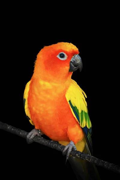 Egy Közeli Kép Egy Aranyos Sun Conure Papagáj Aratinga Solstitialis — Stock Fotó