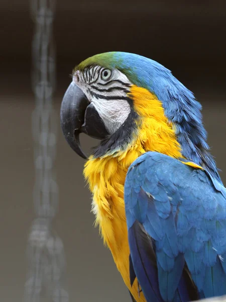Gros Plan Beau Perroquet Aras Coloré Dans Zoo — Photo