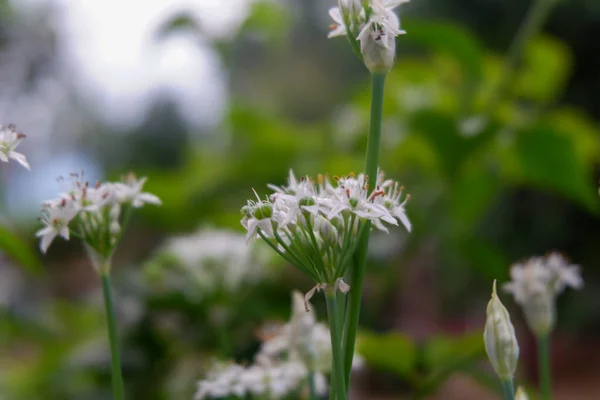Una Vista Flores Blancas Creciendo Bosque —  Fotos de Stock