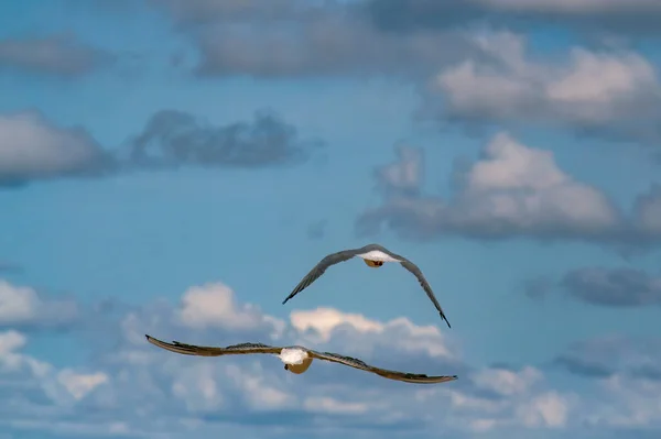 Seagulls Flying Calm Cloudy Blue Sky — Stock Photo, Image