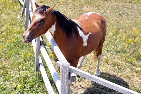 Primer Plano Caballo Parado Establo Cerca Esgrima Madera —  Fotos de Stock