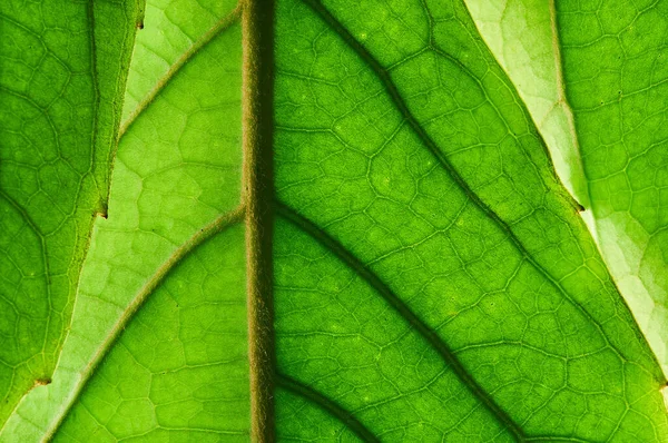 Makroaufnahme Grüner Blätter Gegenlicht Mit Sonnenlicht — Stockfoto