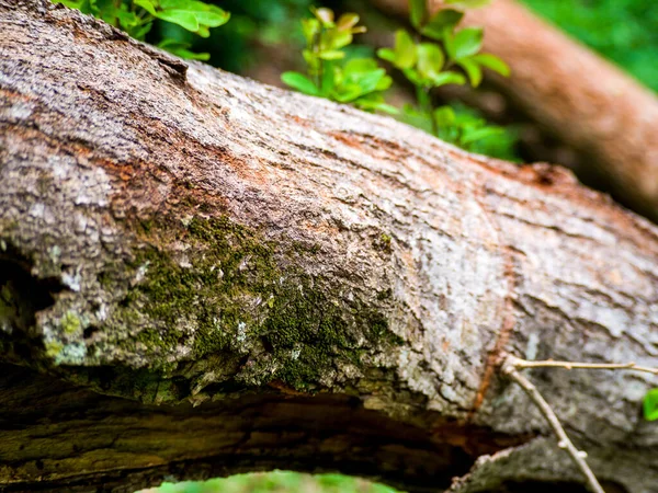 木の質感のある表面のクローズアップショット — ストック写真