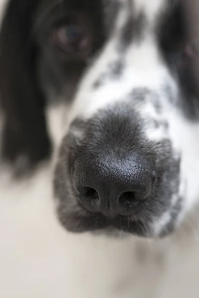 American Cocker Spaniel Schwarz Weiß Der Hund Namens Mann Ist — Stockfoto