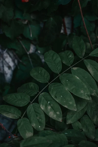 Крупним Планом Знімок Темно Зеленого Листя Саду — стокове фото
