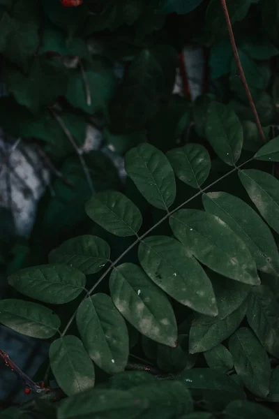 Primo Piano Foglie Verde Scuro Giardino — Foto Stock