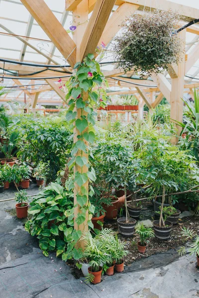 Muchas Plantas Árboles Macetas Que Crecen Invernadero —  Fotos de Stock