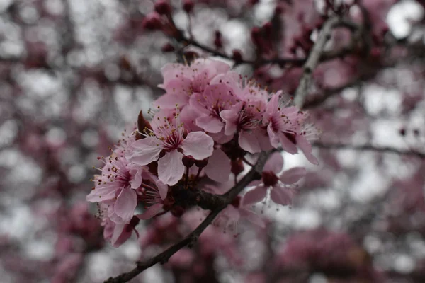 Piękne Zbliżenie Kwiatu Wiśni — Zdjęcie stockowe