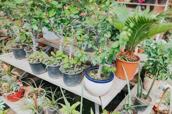 Nombreuses Plantes Fleurs Pot Poussant Dans Une Serre — Photo