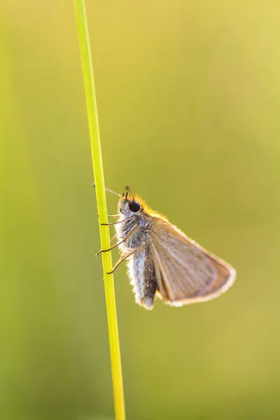 Ett Makro Foto Fjäril Med Grön Bokeh Bakgrunden — Stockfoto