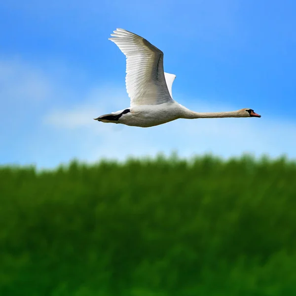 Tiro Close Foco Superficial Cisne Branco Voando Sob Céu Azul — Fotografia de Stock