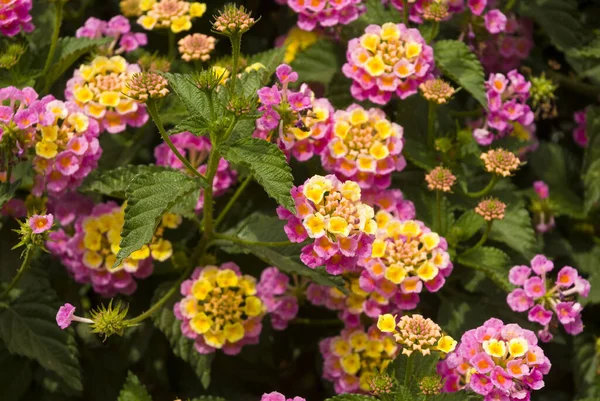 Lantana Camara Dans Jardin Guatemala Fleur Appelée Sept Negritos Amérique — Photo