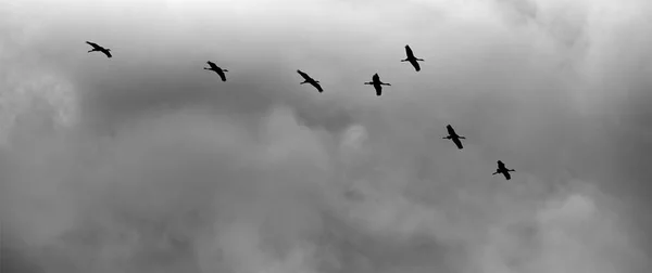 Μια Σιλουέτα Από Ιπτάμενες Χήνες Κάτω Από Έναν Ζοφερό Ουρανό — Φωτογραφία Αρχείου