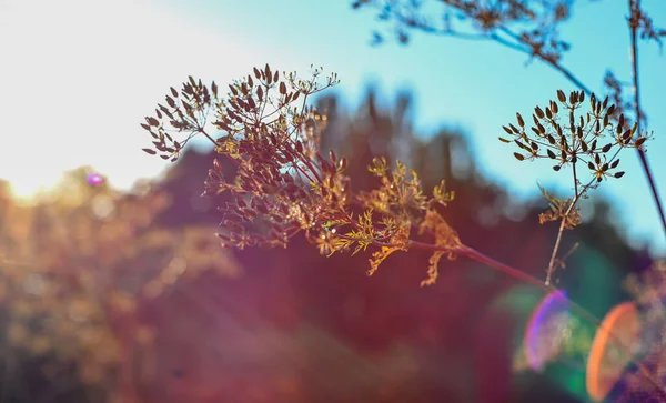 Närbild Bild Blommande Växt Suddig Bakgrund — Stockfoto