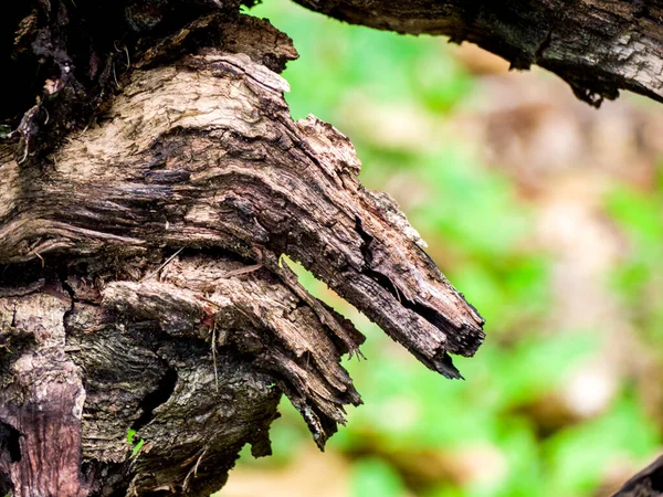 Ormandaki Bir Odun Parçasının Yakın Plan Çekimi — Stok fotoğraf