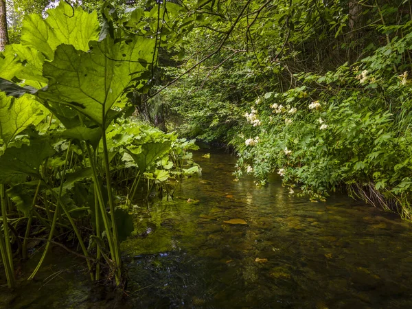 Une Belle Rivière Dans Une Forêt Verte — Photo