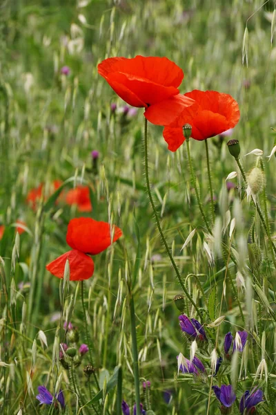 フィールド内の美しい赤いシャーリーケシの花の選択的な焦点 — ストック写真