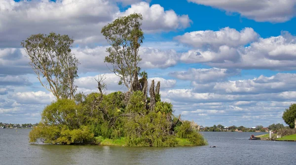 Een Klein Eiland Met Grote Bomen Lake Mulwala New South — Stockfoto