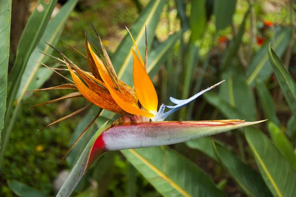 Ave Del Paraíso Flor Strelitzia Flor Iluminada Con Luz Solar — Foto de Stock