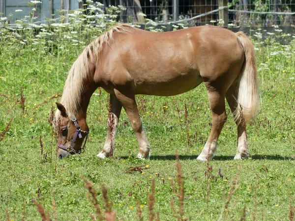 Egy Gyönyörű Barna Legeltetés Legelőn — Stock Fotó