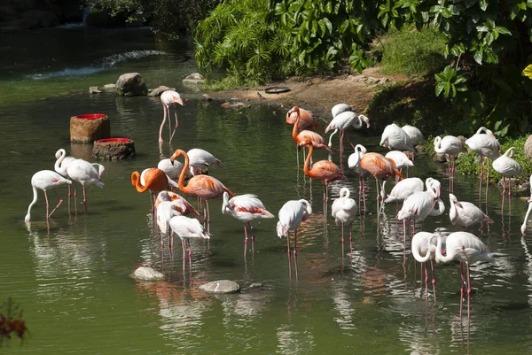 Flamingo Pink Hong Kong Water Tripical Group — 스톡 사진