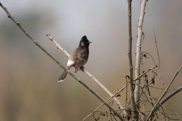 Zbliżenie Redvented Bulbul Usiadł Gałęzi — Zdjęcie stockowe