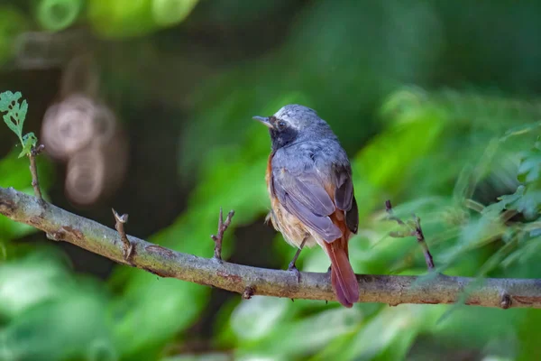 Ein Selektiver Fokus Des Hausrotschwanzvogels Der Auf Dem Ast Auf — Stockfoto