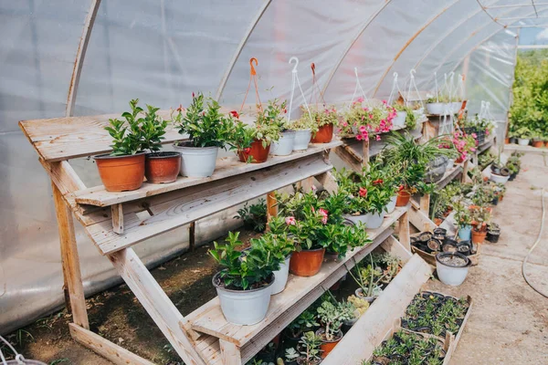 Muitas Plantas Flores Vaso Crescendo Uma Estufa — Fotografia de Stock