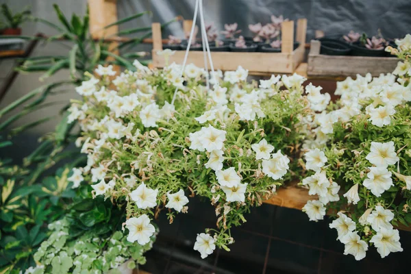 Seradaki Saksıdaki Beyaz Petunya Çiçekleri — Stok fotoğraf