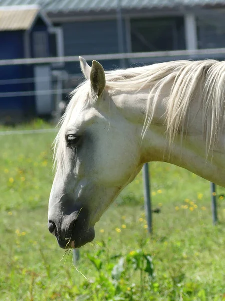 Een Verticaal Portret Van Een Prachtig Wit Paard — Stockfoto