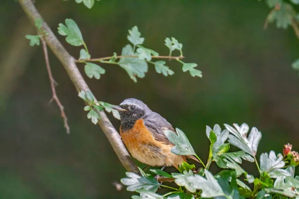 Selective Focus Common Redstart Bird Perching Tree Branch Blurry Background — Stock Photo, Image