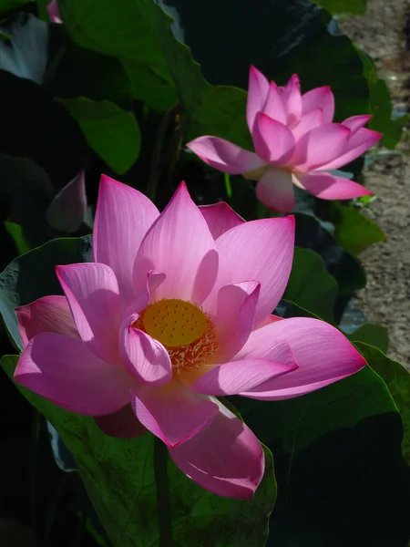 Uma Bela Foto Lótus Rosa Jardim Botânico — Fotografia de Stock