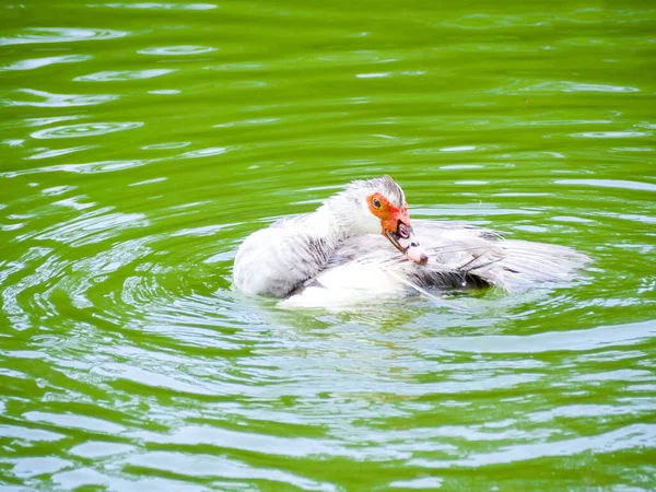 Beautiful Duck Swimming Lak — Stock Photo, Image